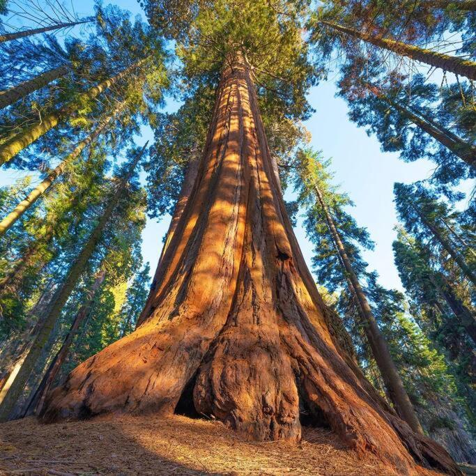 Sequoia By The River Holiday home *